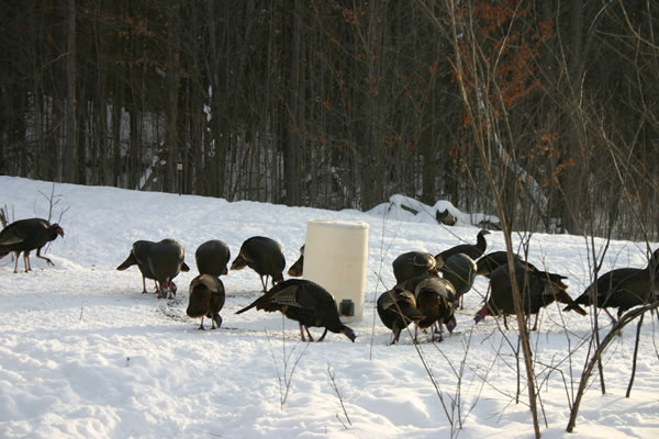 Turkey Feeding Program