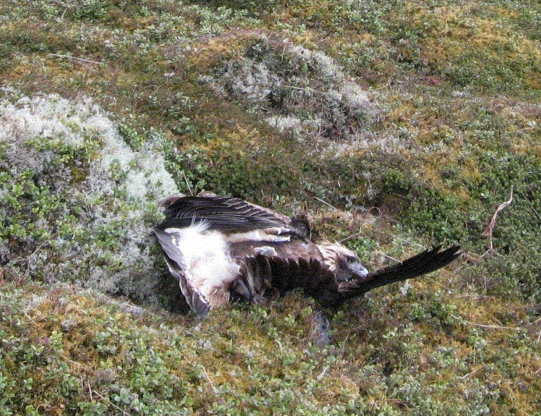 Poisoned Eagle